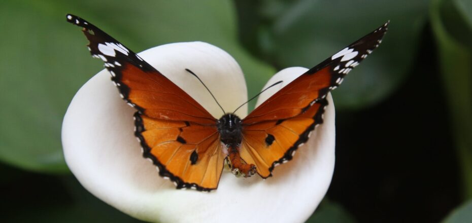 pexels-magda-ehlers-1057296-2